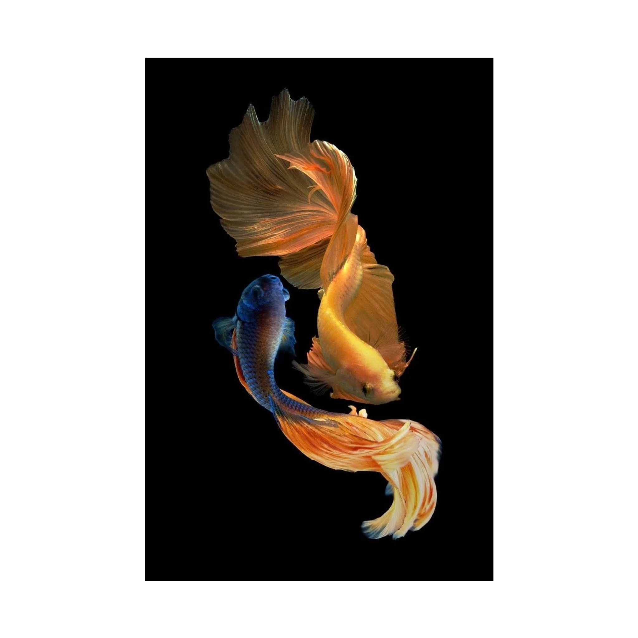 Ying Yang Fish Tempered Glass W/Foil